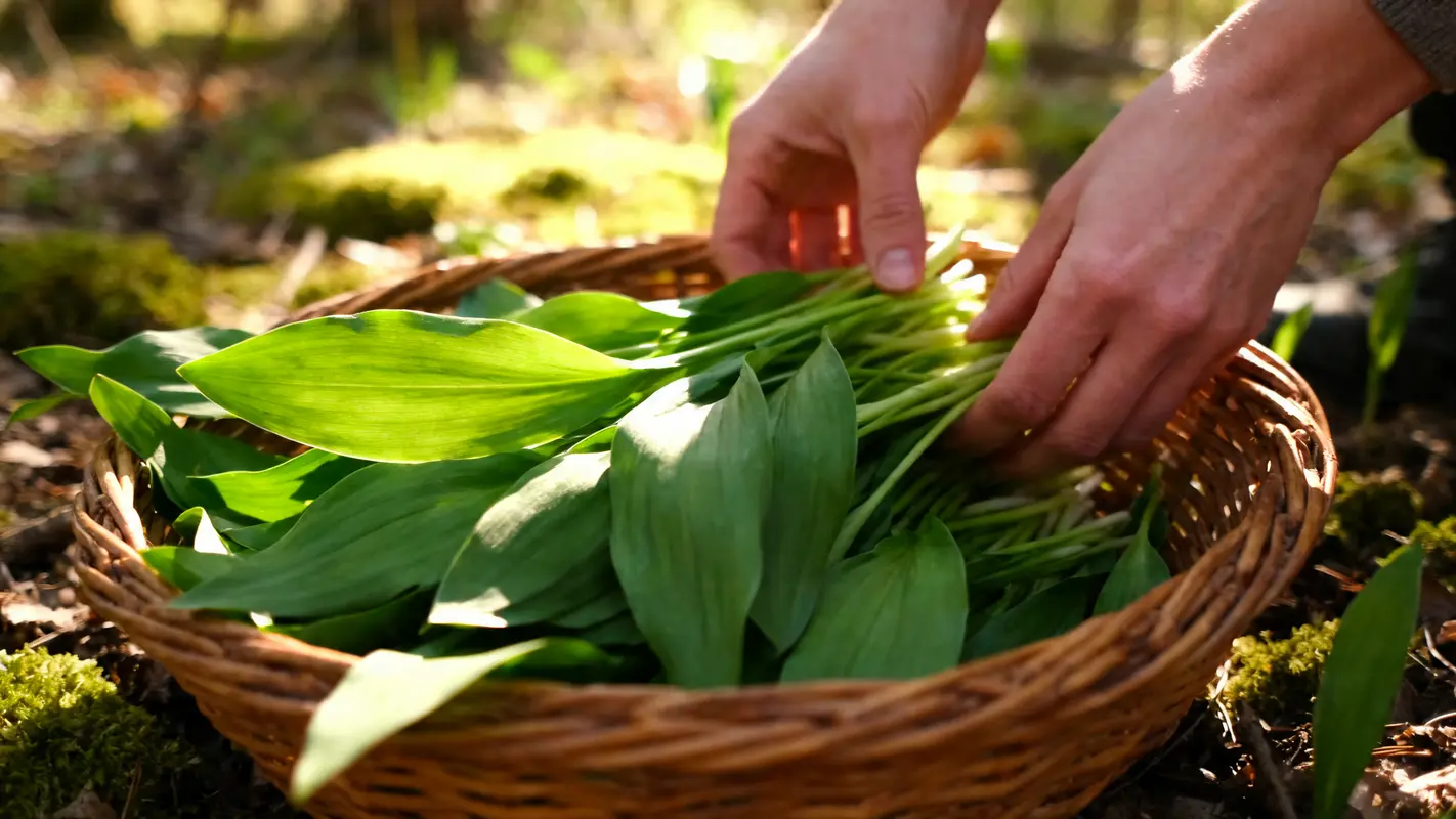 Cueillette sauvage : mon voisin ramasse ces feuilles en forêt chaque printemps et ses 5 recettes m’ont bluffé